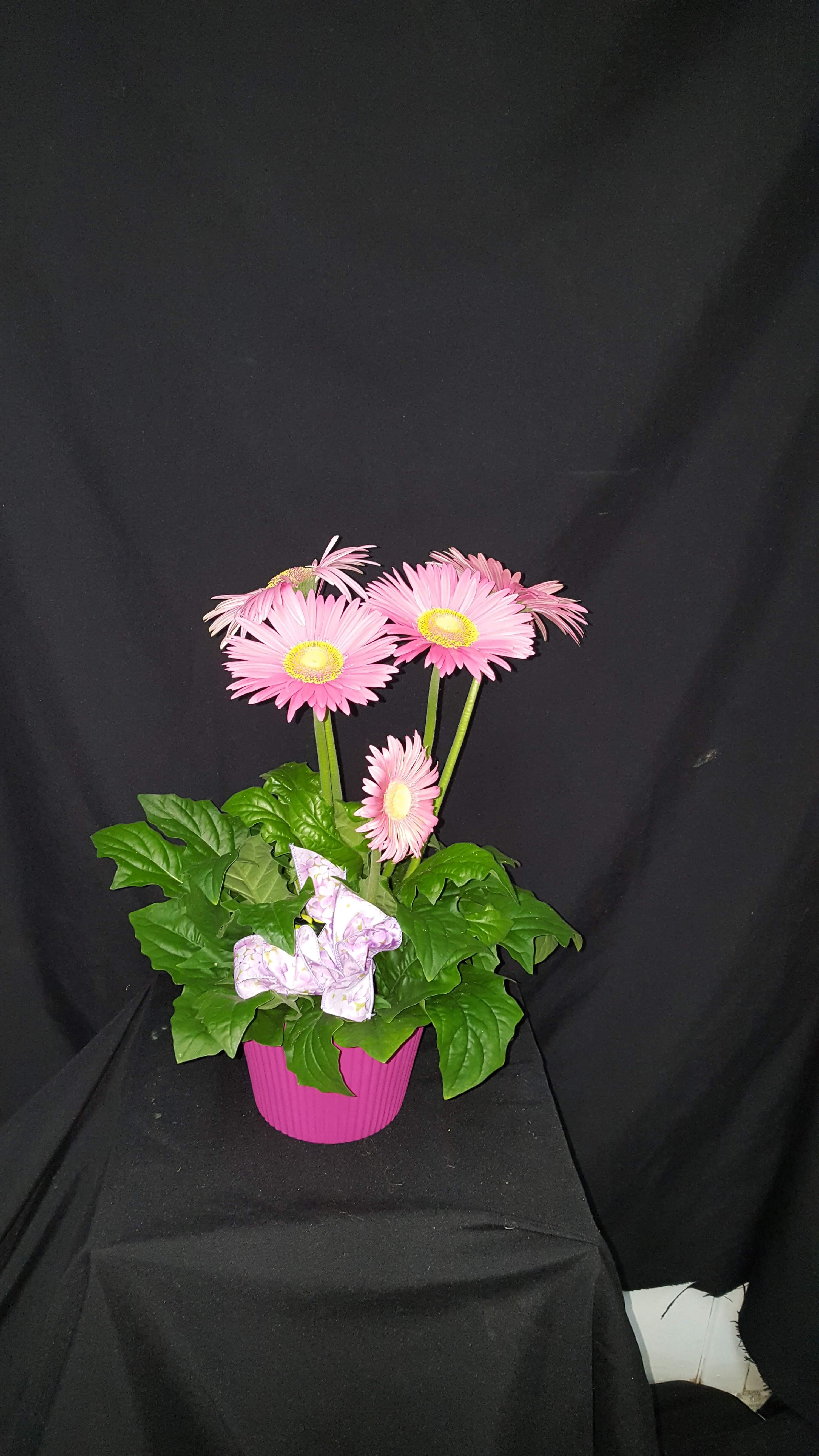 Fleurs