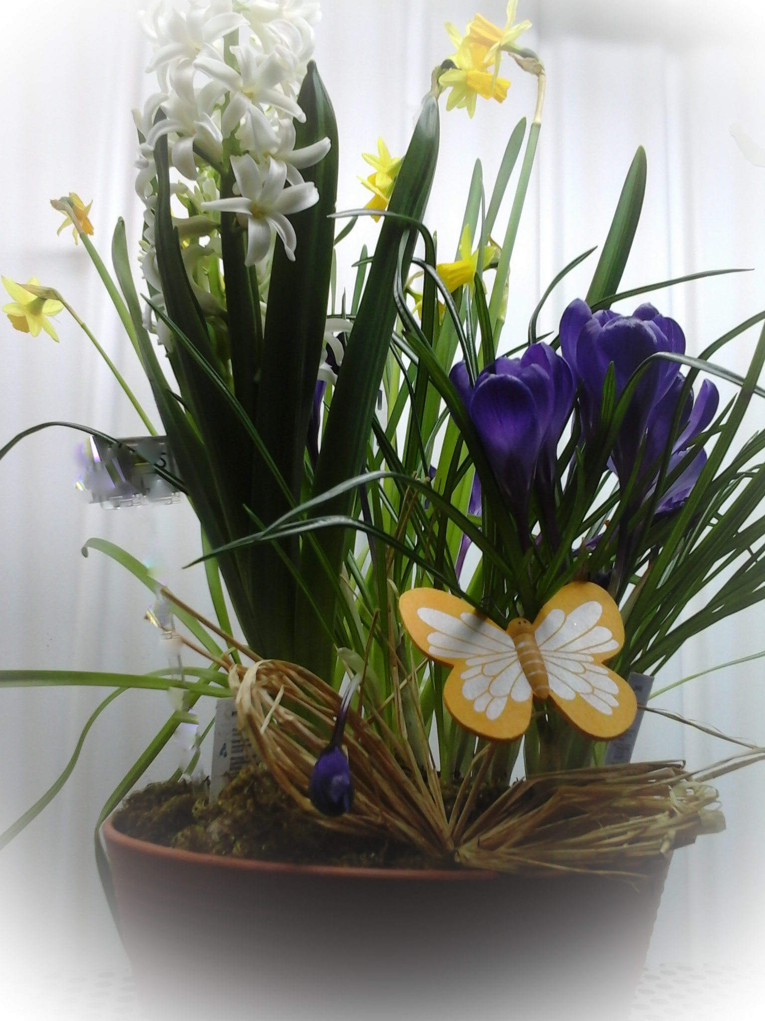 Fleurs