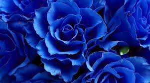 Fleurs