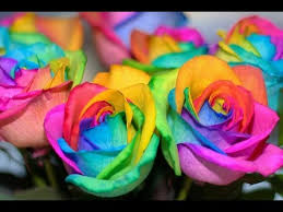 Fleurs